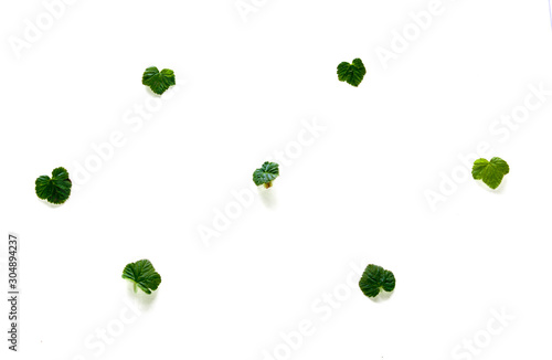 heart of green leaves