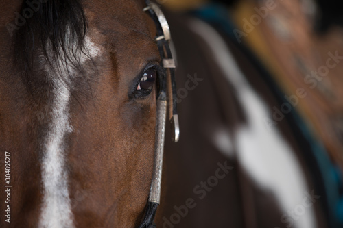 Horse Detail photo