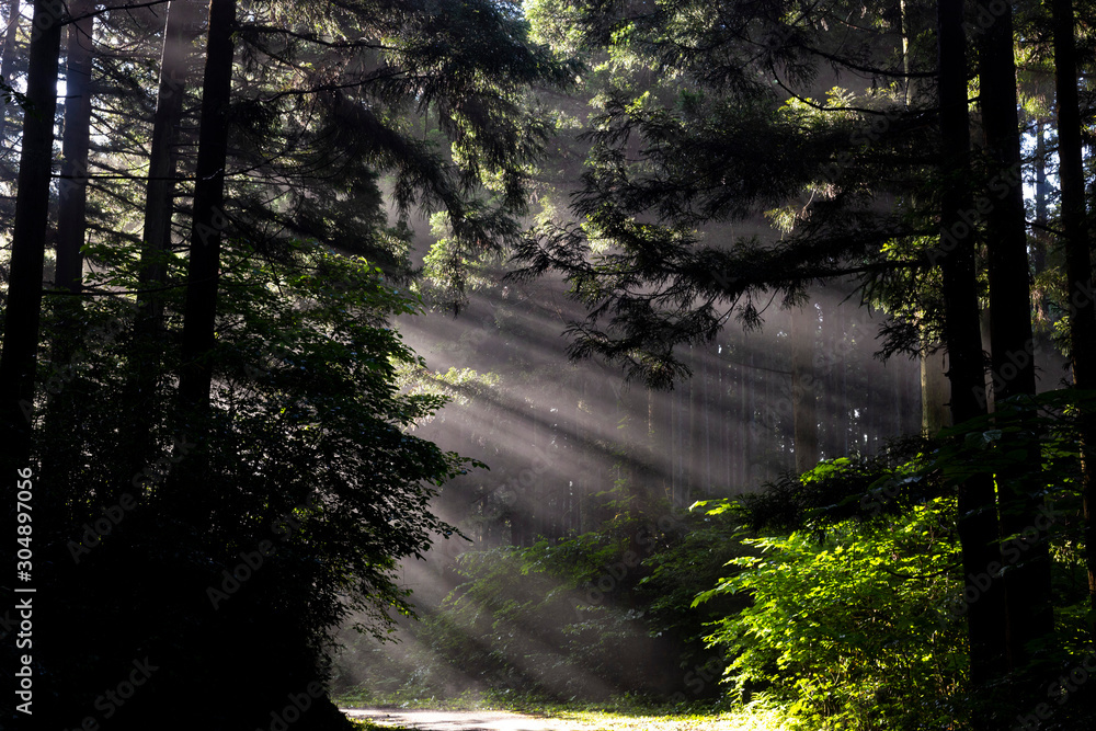 Fototapeta premium 光芒