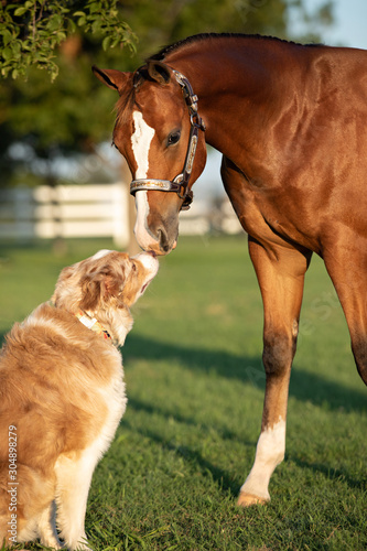 Horse kissing dog