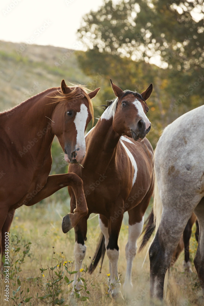 Horse Behavior