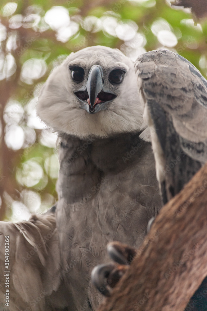Obraz premium Harpy eagle