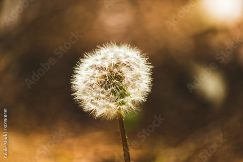 Wallpaper Mural 綿毛のたんぽぽ Torontodigital.ca