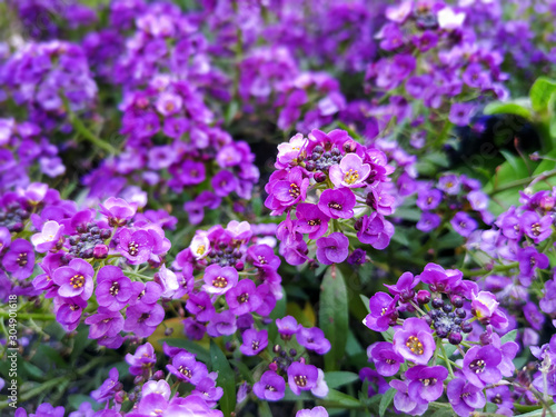 background of many purple flowers alissum close up