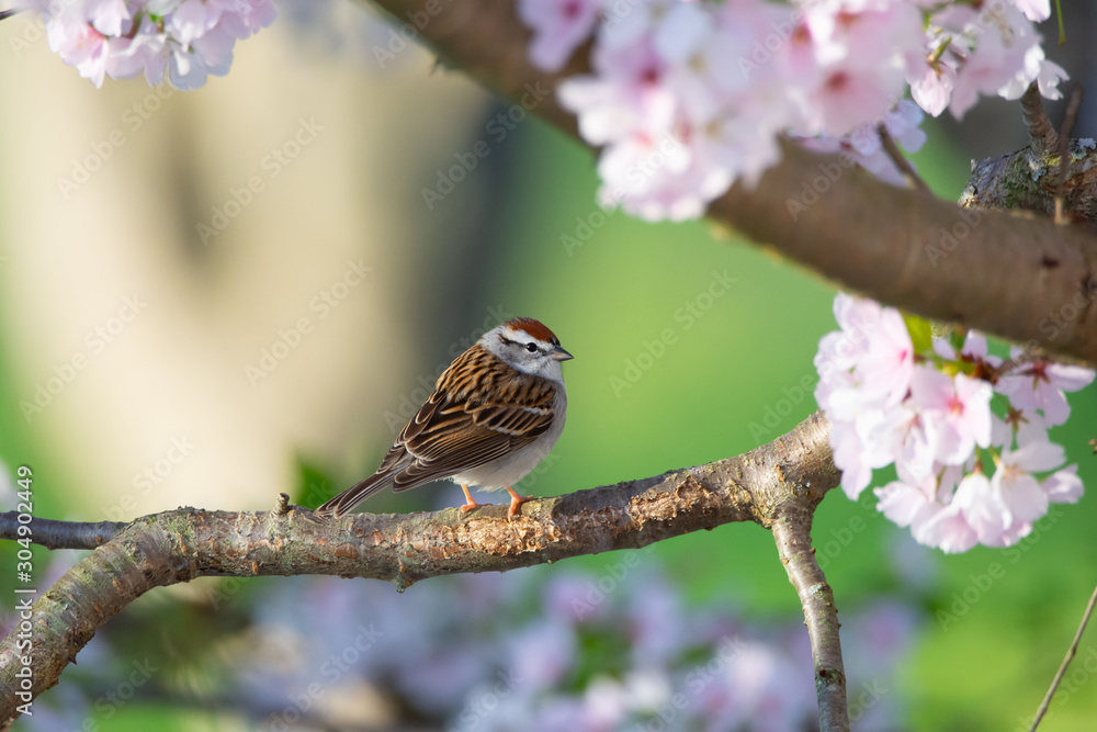 Fototapeta premium Chipping Sparrow in Flowering Cherry Tree