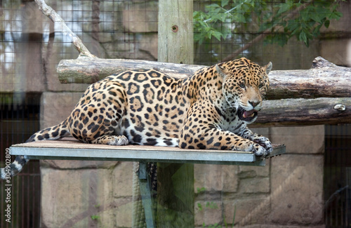 relaxed jaguar