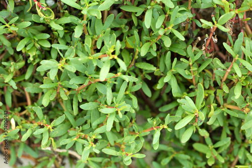 Close up green leaves background. Tropical plant climbing stone wall.