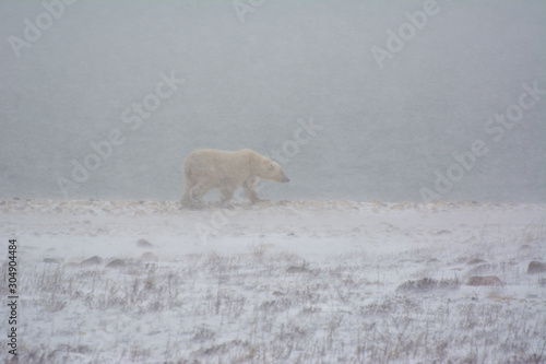 Fototapeta Naklejka Na Ścianę i Meble -  polar bear walks head first into a blizzard