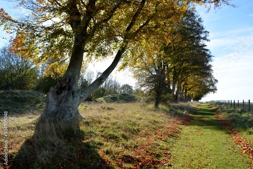 Autumn path to the old barrows