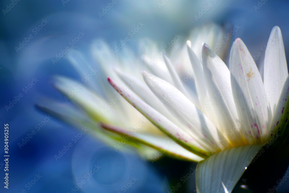 Fototapeta premium Close-up shot of white lotus petals, excellent background bokeh makes the light and shadow more beautiful