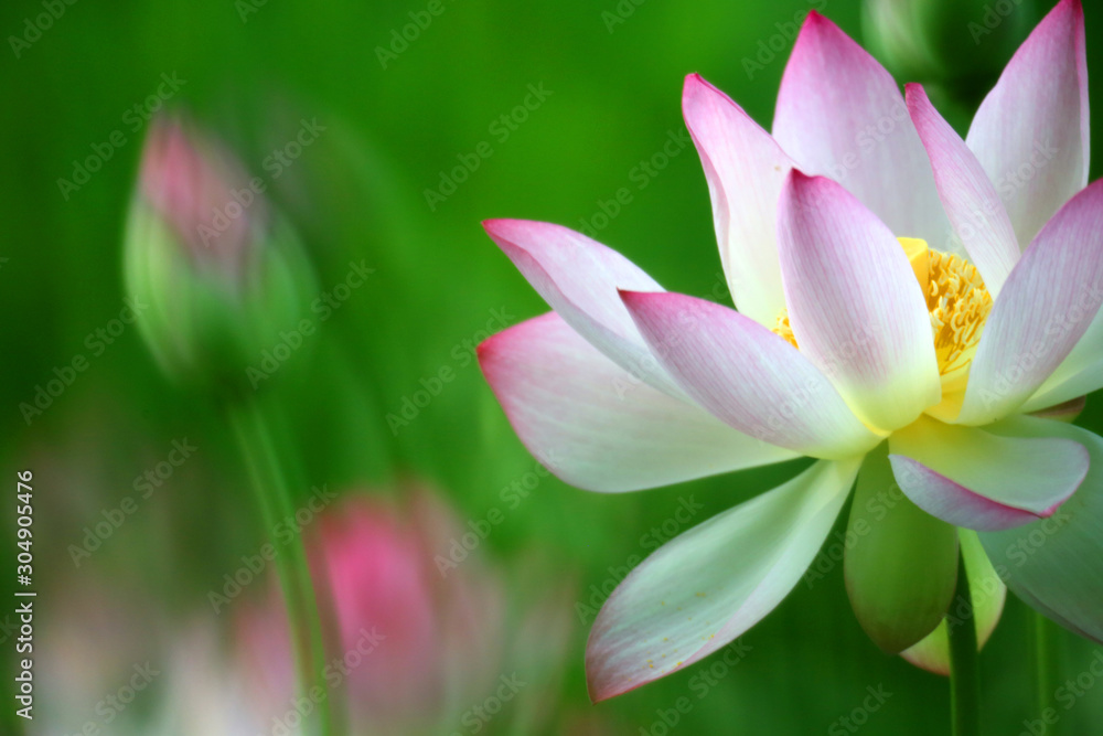 A pink and white lotus is blooming beautifully in the pond