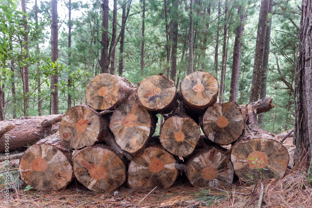 Pine cut logs in the forest. El Salvador