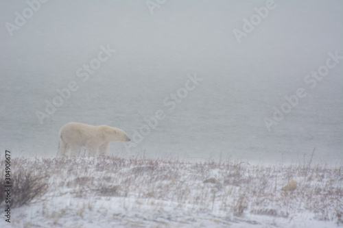 polar bear walks head first into a blizzard