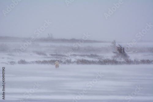 polar bear walking across a frozen pond in a blizzard