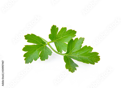 Top view parsley on white background