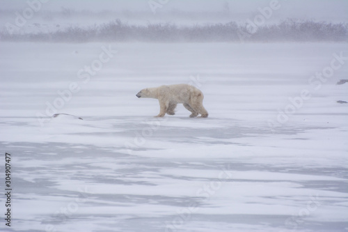 polar bear walks across a frozen pond in a snow storm