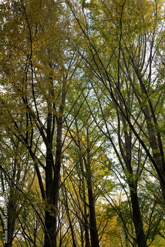 木々の秋模様