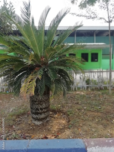 palm tree in front of building