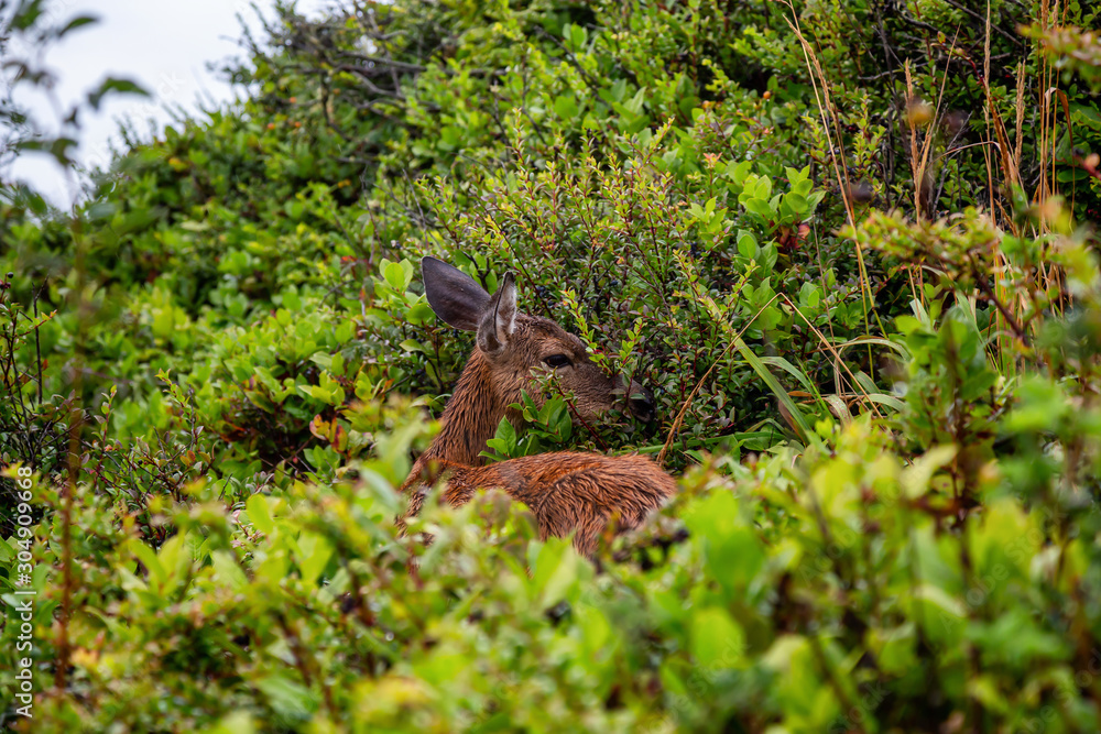 Obraz premium Small Deer in the forest is eating during a rainy summer day. Taken in Cape Kiwanda, Pacific City, Oregon Coast, United States of America.