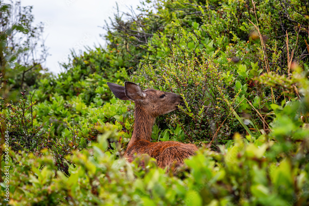 Small Deer in the forest is eating during a rainy summer day. Taken in Cape Kiwanda, Pacific City, Oregon Coast, United States of America. Small Deer in the forest is eating during a rainy summer day. Taken in Cape Kiwanda, Pacific City, Oregon Coast, United States of America.