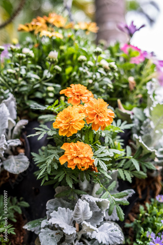 Fototapeta Naklejka Na Ścianę i Meble -   Daisy chrysanthemum 2019 Chrysanthemum Exhibition, Lin Guantun, Taipei, Taiwan