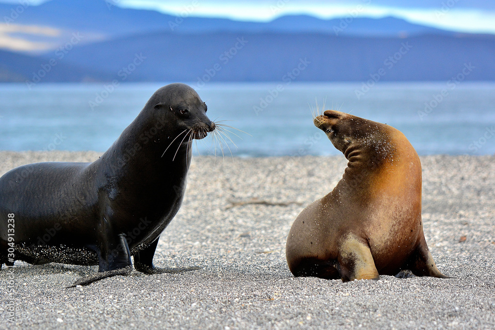 Fototapeta premium Sea lion family affair