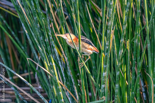 Least Bittern photo