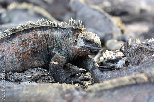 close up marine iguana
