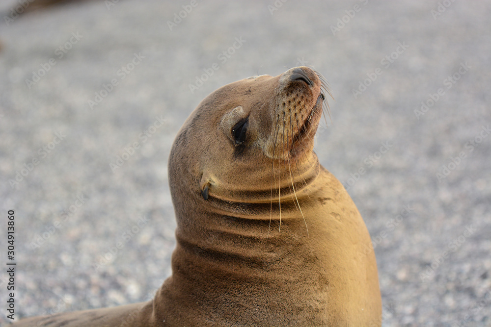 Fototapeta premium Sea lion Portrait