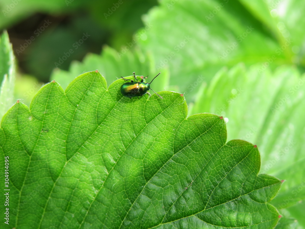 cockchafer cockchafer