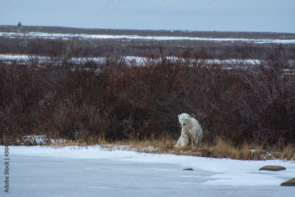 polar bear tucked into the willows in canadas north polar bear tucked into the willows in canadas north