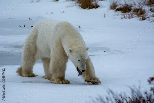 polar bear yawn