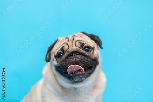 Happy adorable dog pug breed smile and cheerful on blue background,Pug Purebred Dog Concept © 220 Selfmade studio