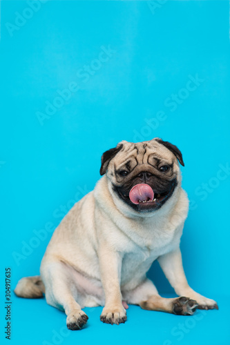 Happy adorable dog pug breed smile and cheerful on blue background,Pug Purebred Dog Concept © 220 Selfmade studio