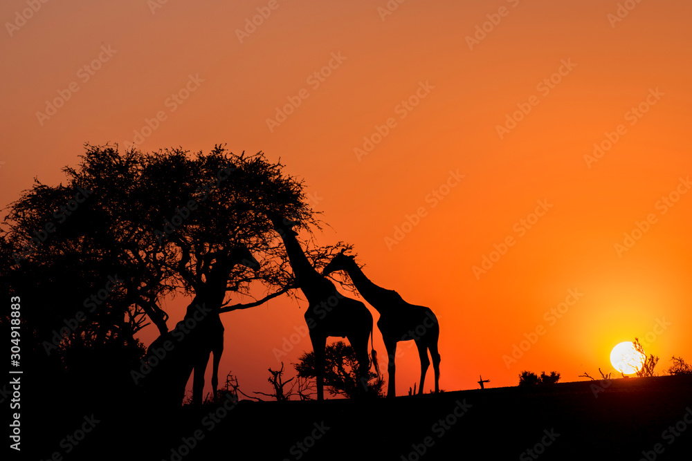 Silhouette of Three Giraffes at Sunset in Botswana, Africa