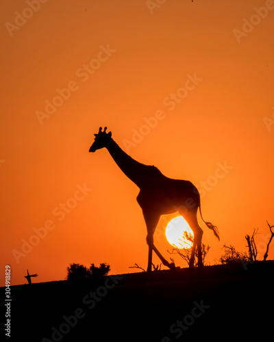 Silhouette of a Solitary Giraffe at Sunset in Botswana, Africa