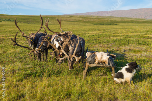 Stubborn reindeer with narts sunny August day. Yamal, Russia photo