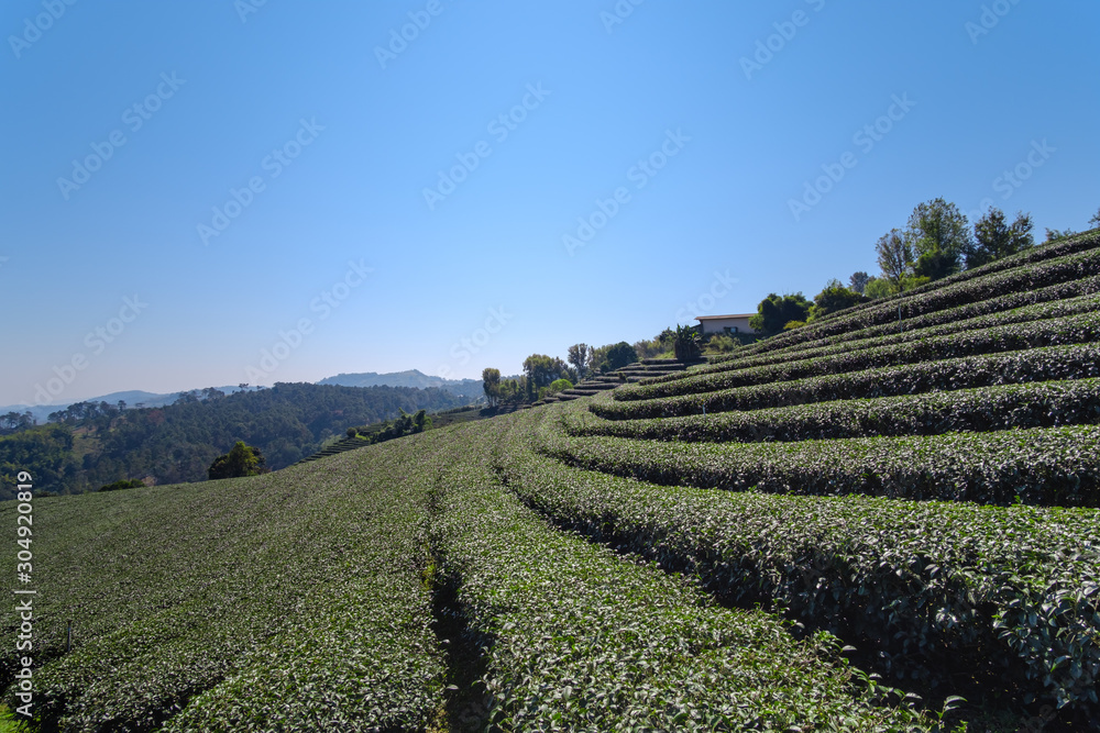 View of slope valley filled with tea plantations