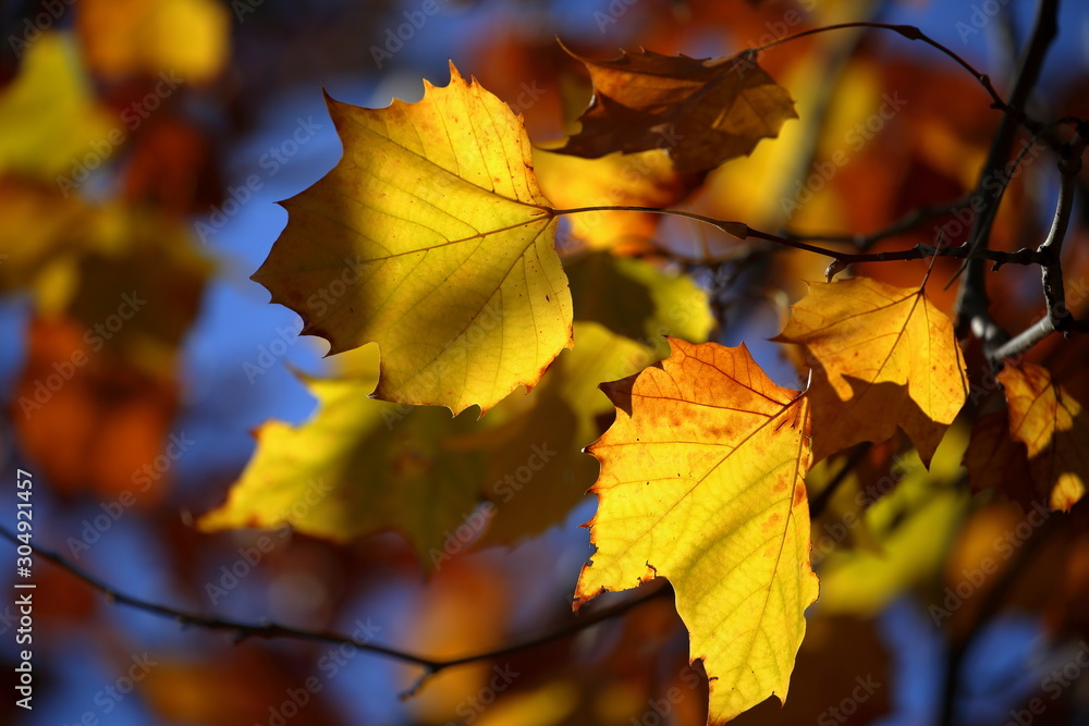 Fototapeta premium 紅葉
