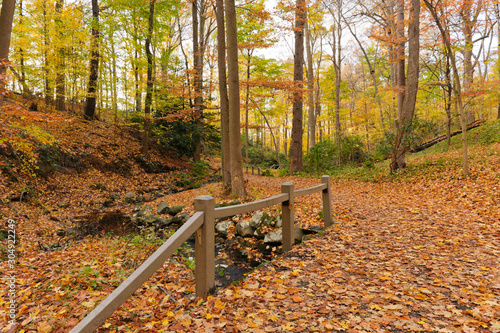 Beautiful autumn forest fall foliage in Rockefeller State Park Westchester County New York, calming landscape