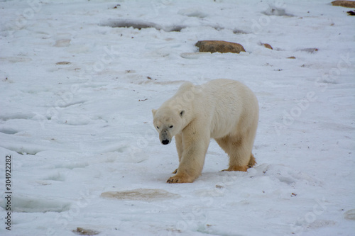 polar bear in the snow walking