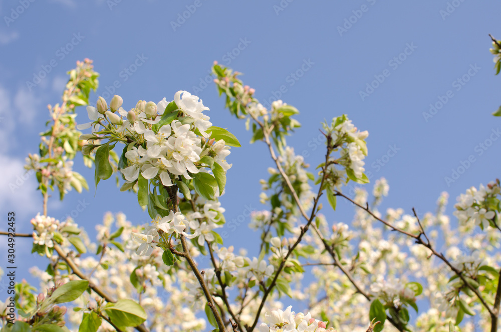 Blooming apple tree branches selective focus Croton-on-Hudson NY Blooming apple tree branches selective focus Croton-on-Hudson NY