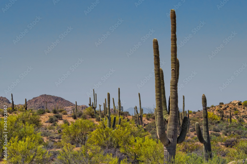 Saguaro Cacti in the McDowell Sonoran Preserve, Scottsdale, Arizona. The saguaro cactus is only native to the Sonoran Desert. 