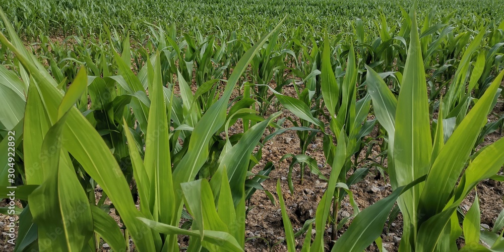 Obraz premium Maisfeld