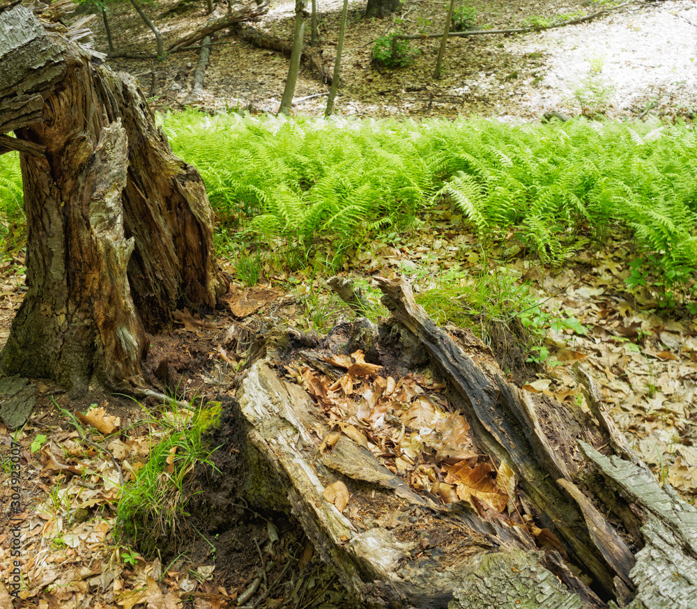 Obraz premium Forest and ferns in spring, Sunny Ridge Preserve, Ossining New York