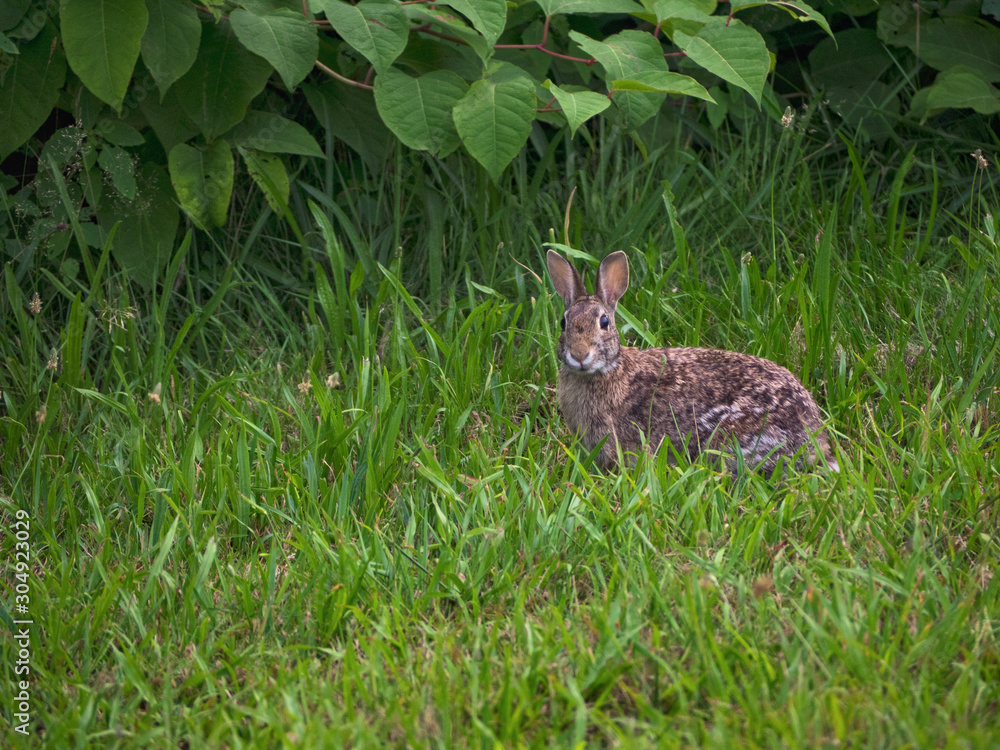 Fototapeta premium New England cottontail rabbit, Sylvilagus transitionalis, Narragansett, Rhode Island,