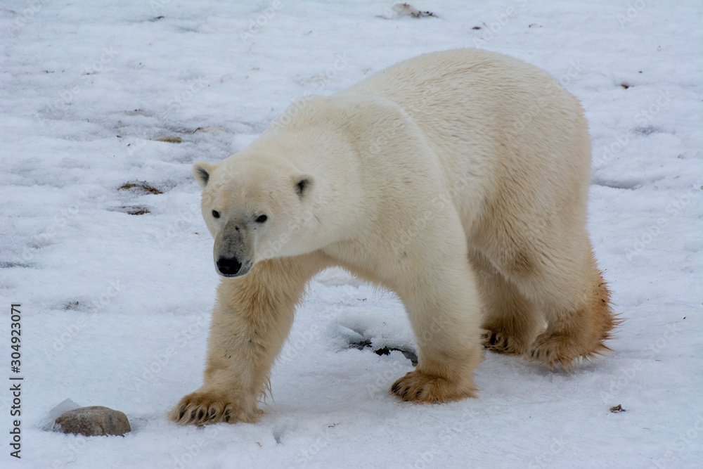 polar bear walking on the snowy tundra polar bear walking on the snowy tundra