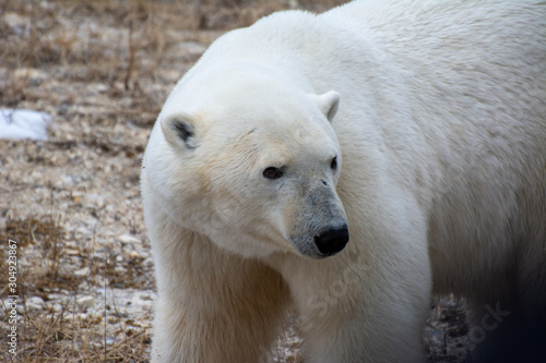 polar bear close up of face