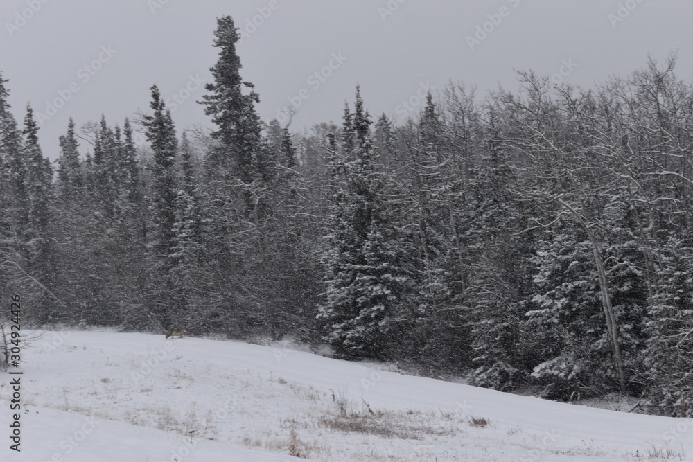 snowy pine trees in winter snowy pine trees in winter