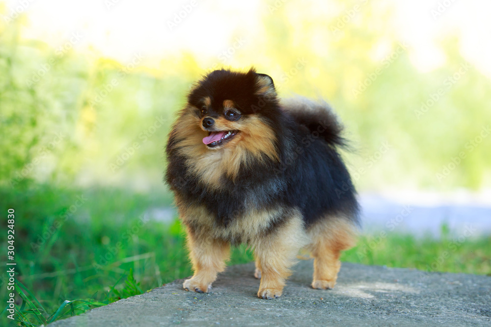 The dog breed pomeranian spitz The dog breed pomeranian spitz